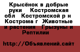 Крысёнок в добрые руки. - Костромская обл., Костромской р-н, Кострома г. Животные и растения » Грызуны и Рептилии   